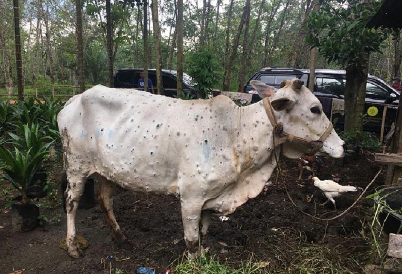 Sapi dengan LSD. Gubernur Jawa Timur Khofifah Indar Parawansa meminta peternak mewaspadai ancaman penyakit Lumpy Skin Disease (LSD) atau wabah penyakit kulit berbenjol pada hewan ternak sapi dan kerbau.