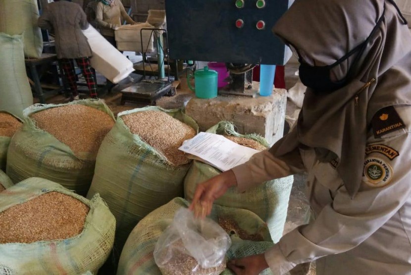 Kementerian Pertanian melalui Karantina Pertanian Belawan memfasilitasi ekspor 135 ton produk samping jagung berupa tongkol kering senilai Rp 266 juta ke Jepang 