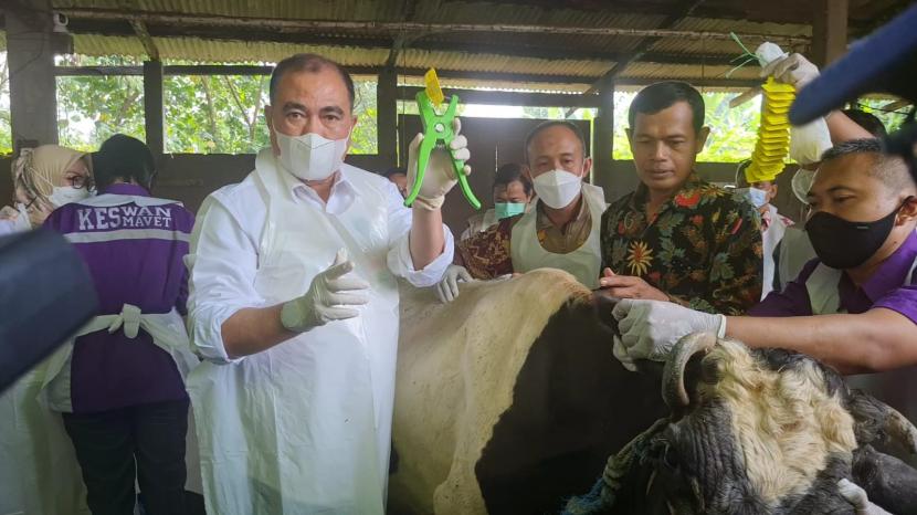 Kementerian Pertanian memulai vaksinasi massal pada ternak untuk pencegahan PMK di Sidoarjo, Jawa Timur, Selasa (14/6/2022).