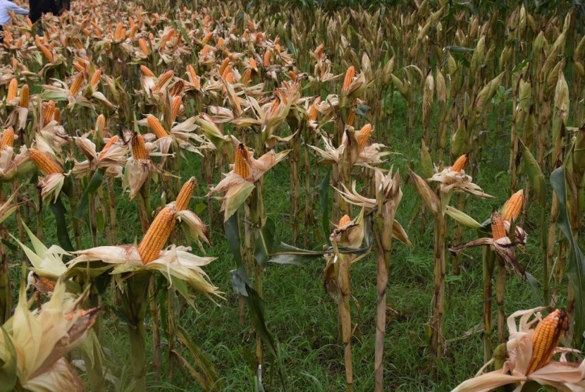 Kementerian Pertanian mengawal panen raya jagung di sejumlah wilayah.