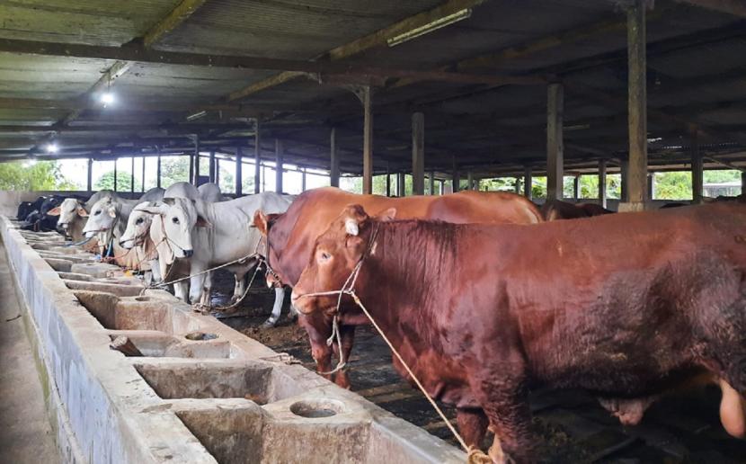 Kementerian Pertanian menyampaikan ketersediaan pangan asal ternak, seperti daging sapi, ayam, dan telur di Jawa Timur terpantau aman dan mencukupi untuk kebutuhan masyarakat pada Ramadhan dan Idul Fitri tahun ini.