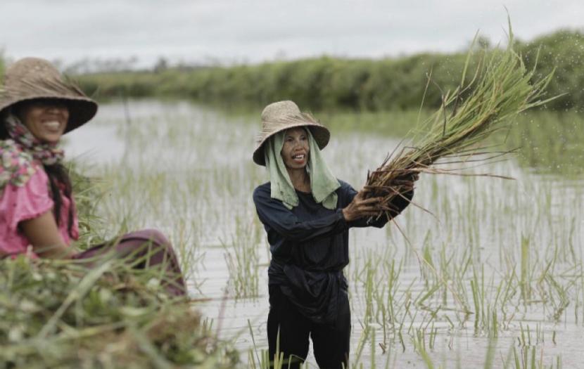 Produksi pangan di Indonesia pada musim kemarau yang ditandai dengan fenomena El Nino, yang puncaknya Agustus-September 2023, diyakini tidak menyusut. 