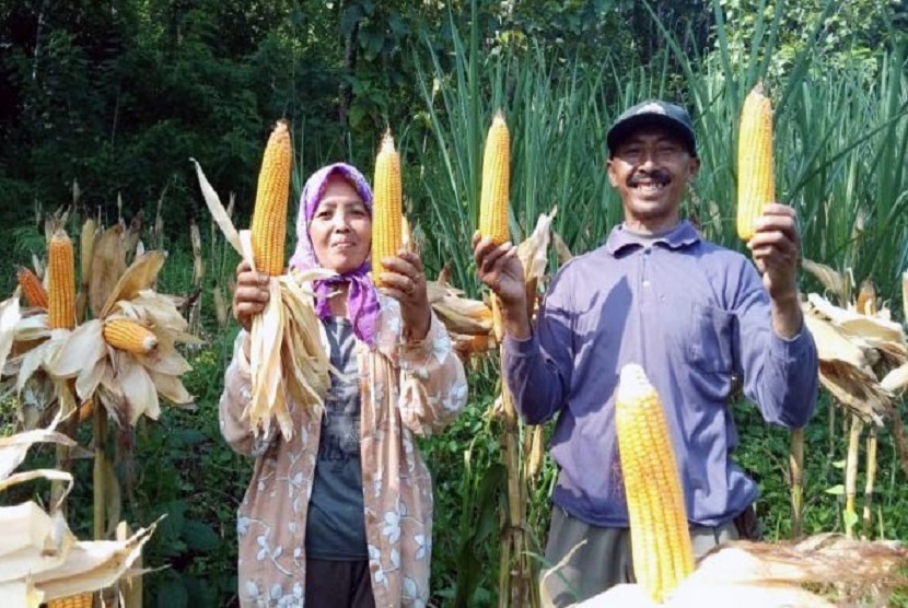 Kementerian Pertanian RI mendorong pengembangan jagung dengan pendekatan korporasi petani, seperti halnya dilakukan petani di Kecamatan Nagreg, Kabupaten Bandung, Provinsi Jawa Barat. Omsetnya tergolong luar biasa, Rp 17 miliar per bulan.