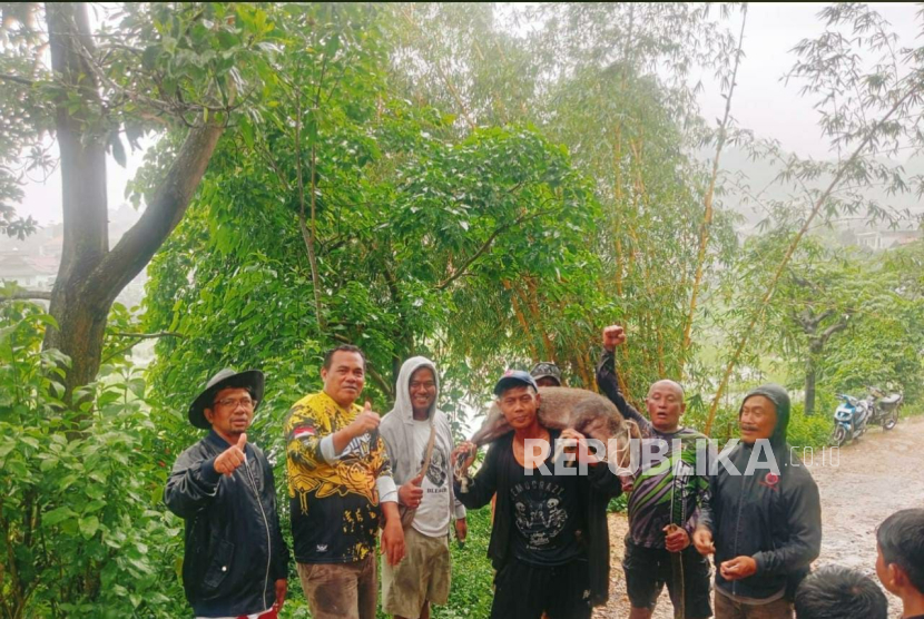 Kemunculan seekor babi hutan mengegerkan warga Warga Kampung Cikadu RT 03/14, Desa Ciburuy, Kecamatan Padalarang, Kabupaten Bandung Barat (KBB)