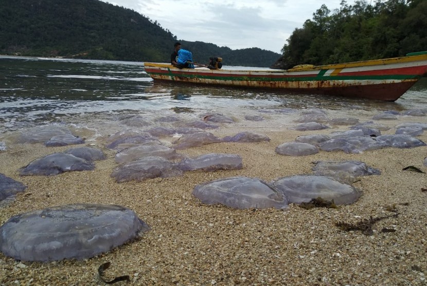 Kemunculan ubur-ubur di Pantai Pesisir Selatan Sumatera Barat mengganggu aktivitas nelayan menangkap ikan.