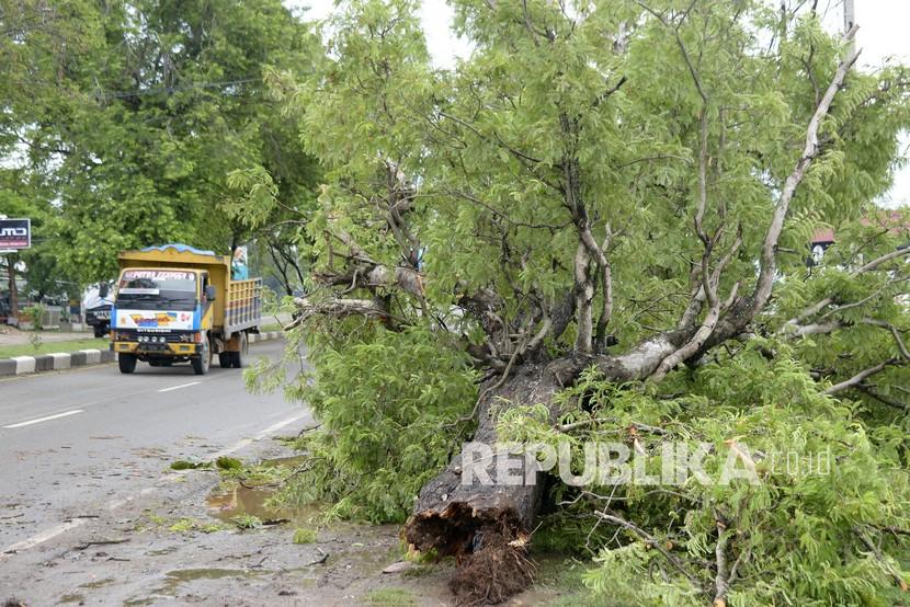 Kendaraan melintas di lokasi pohon tumbang akibat diterjang angin kencang (ilustrasi)