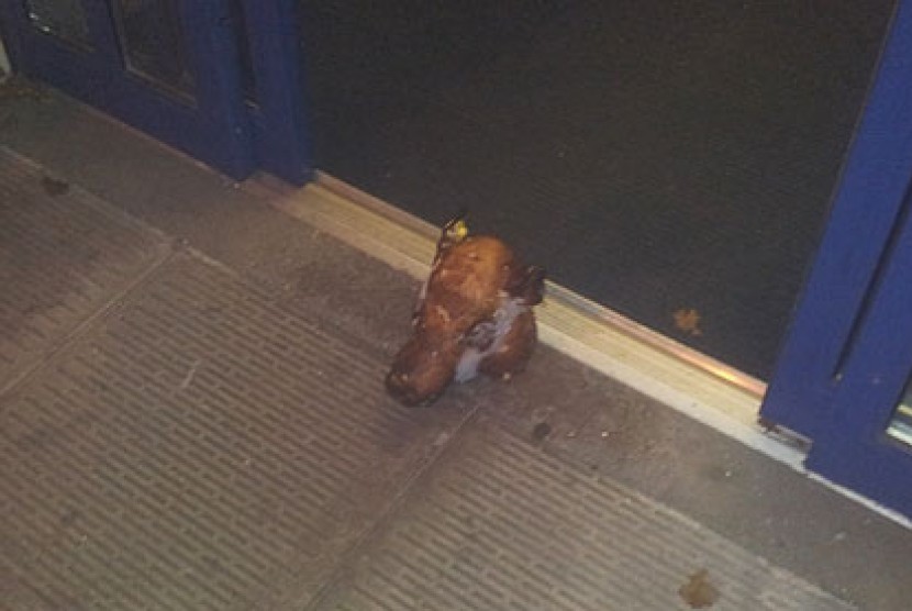 Kepala babi yang diletakkan di depan pintu Mushalla As-Salam di Kota Leicester, Inggris.