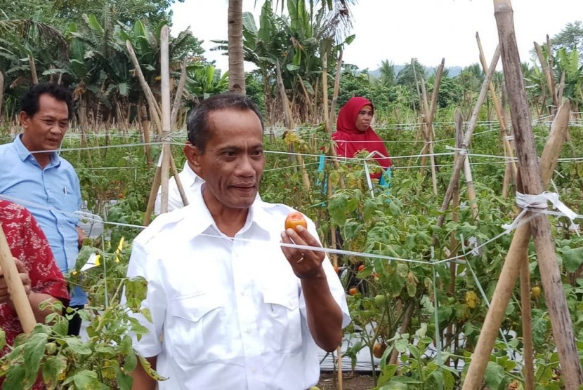 Kepala Badan Ketahanan Pangan (BKP) Agung Hendriadi di lokasi panenan tomat, Desa Nidinho, Halmahera Utara, Jumat 97/12)