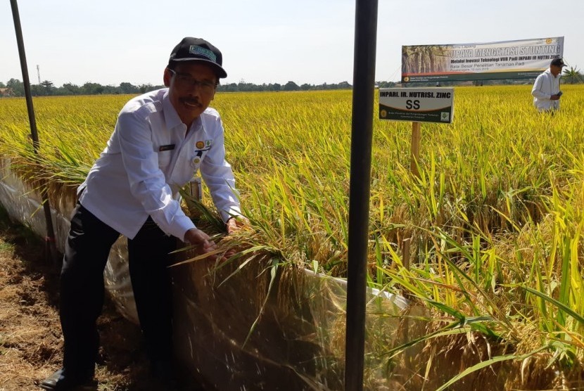 Kepala Balai Besar Penelitian Tanaman Padi (BB Padi) Sukamandi, Subang, Priatna Sasmita, saat memeriksa bulir padi varietas baru, yakni Inpari IR Nutri Zinc di Kebun Percobaan Tanaman Padi Pusakanagara, Rabu (126). Varietas Inpari Nutri Zinc ini, digadang-gadang bisa mencegah masalah stunting.