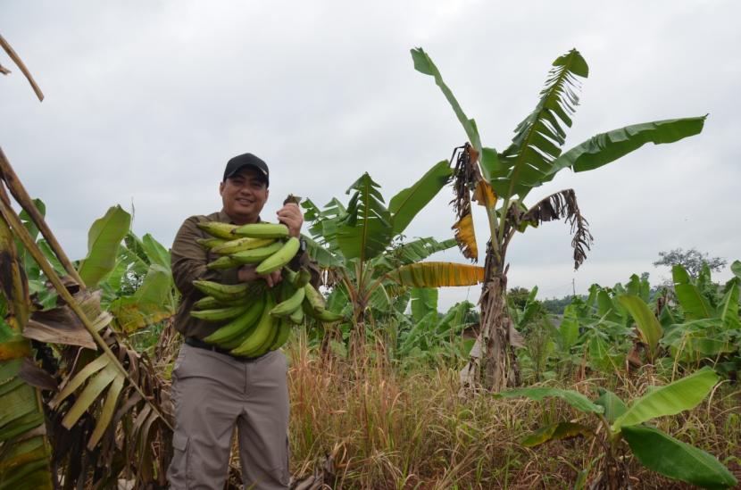 Kepala Bapeltan Lampung, Abdul Roni Angkat saat panen perdana pisang tanduk di lahan praktik Bapeltan Lampung, Selasa (22/12)