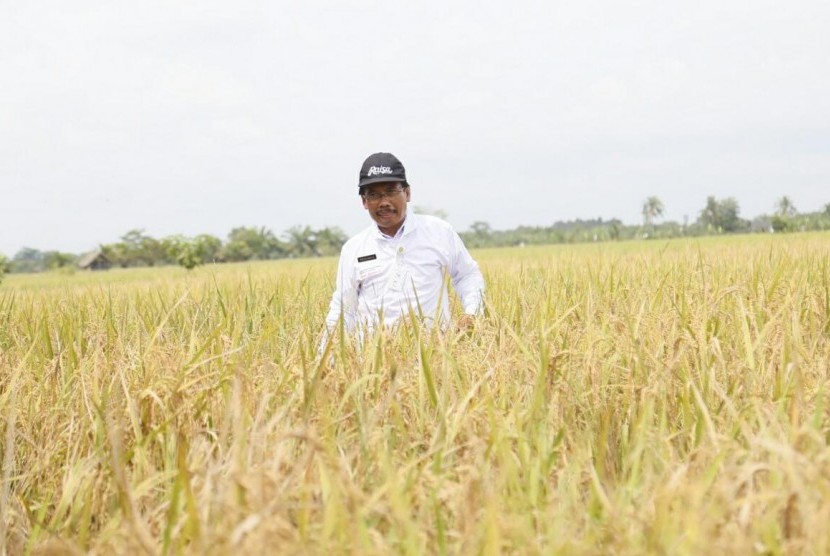 Kepala BB Padi Sukamandi, Priatna Sasmita, saat sedang memantau areal perkebunan benih padi, Jumat (1/2).
