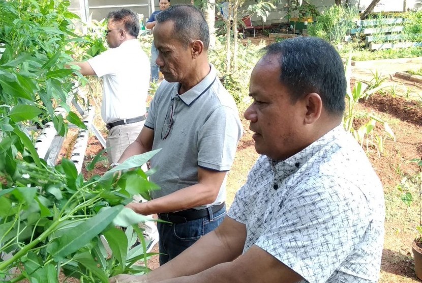 Kepala BKP Kementan (kiri) memanen sayuran didampingi sekretaris BKP Riwantoro (kanan)