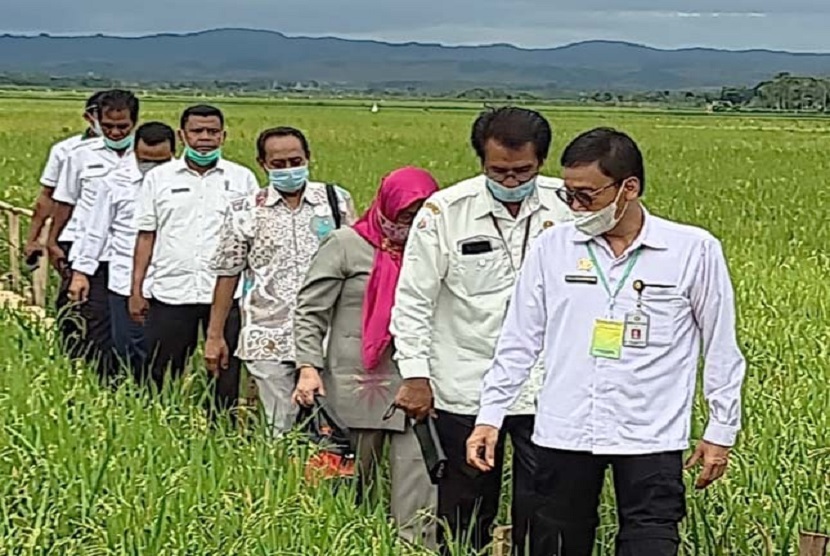 Kepala BPPSDMP Dedi Nursyamsi (depan) memantau memantau areal persawahan yang merupakan output dari kinerja penyuluh mendampingi petani 