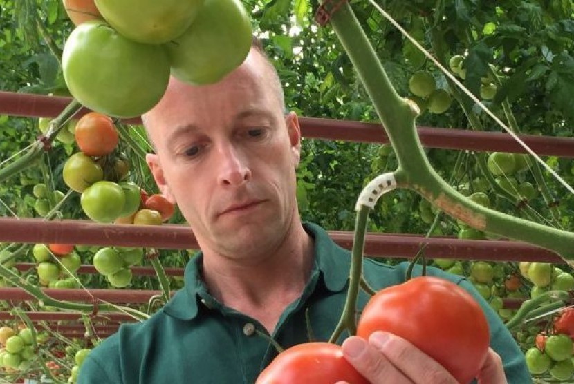 Kepala budidaya Sundrop Farms, Adrian Simkins mengatakan proyek budidaya tomat tanpa air segar ini merupakan yang pertama di dunia.