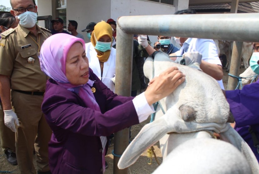 Kepala Dinas Perikanan dan Peternakan Kabupaten Purwakarta, Sri Wuryasturati, saat memeriksa hewan menjelang idul adha di Pasar Hewan Ciwareng, Senin (5/8). 