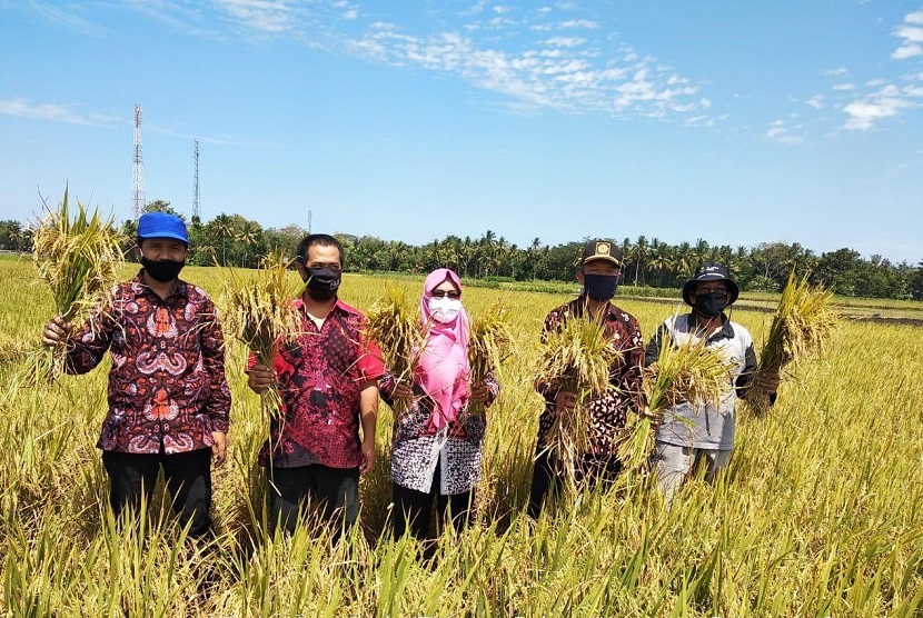 Kepala Dinas Pertanian dan Pangan Kabupaten Kulon Progo, Muh Aris Nugroho bersama Koordinator Penyuluh dan Penyuluh Kapanewon Sentolo, Pimpinan UD. Sari Tani melakukan panen korporasi benih padi Inpari Nutri Zinc di Poktan Warga Rukun, Kalurahan Sukoreno, Kapanewon Sentolo, Kabupaten Kulon Progo, Jumat (14/8).