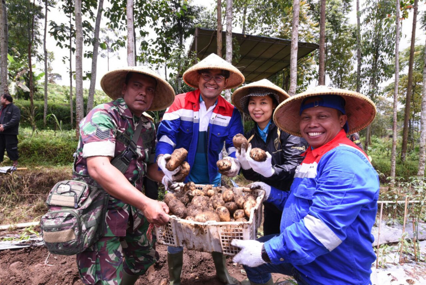  Kepala Dinas Pertanian Garut Beni Ypga G, Vice President CSR & SMEPP PT Pertamina (Persero) Agus Mashud, dan GM PGE Area Kampjang Wawan Darmawan ikut melakukan Panen Raya Kentang di Garut.