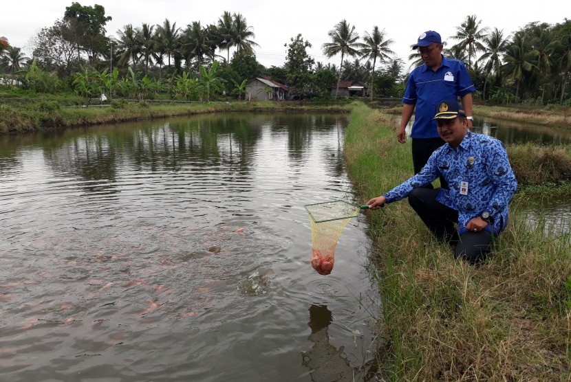Kepala Dinas Pertanian, Pangan dan Perikanan Kabupaten Sleman, Heru Saptono, ditemani Ketua Kelompok Mina Ngremboko, Saptono, mencoba memanen ikan nila di salah satu kolam di Dusun Ngremboko.