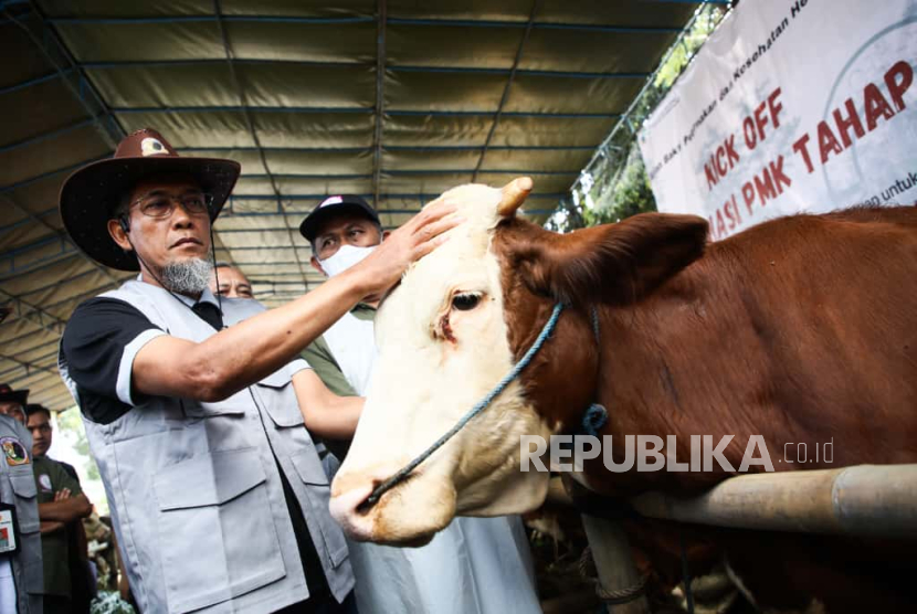 Kepala Dinas Peternakan dan Kesehatan Hewan (Disnakeswan) Jateng, Supriyanto, memegang seekor sapi ternak saat acara peringatan Bulan Bhakti Peternakan dan Kesehatan Hewan tingkat Provinsi Jateng, di Agro Center Soropadan, Kabupaten Temanggung, Sabtu (27/9/2025).  