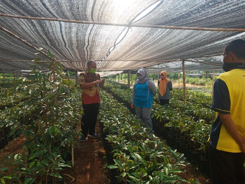 Kepala Seksi Produksi Benih Hortikultura, Langgeng Muhono saat memeriksa benih durian kromo banyumas di Balai Benih Hortikultura (BBH) wilayah Banyumas, Provinsi Jawa Tengah.
