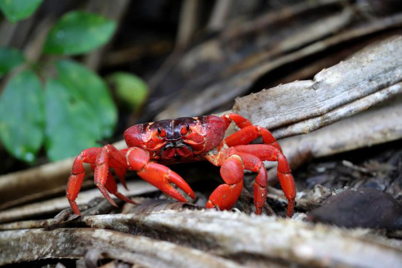 Kepiting merah Christmas Island ini sangat unik dan dilindungi oleh hukum Australia.