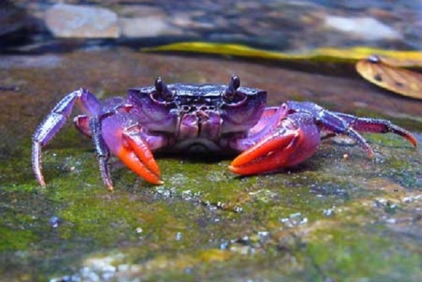 Kepiting ungu yang ditemukan di Kepulauan Palawan, Filipina, (Foto Hendrik Freitag, Senckenberg Museum of Zoology, Jerman).