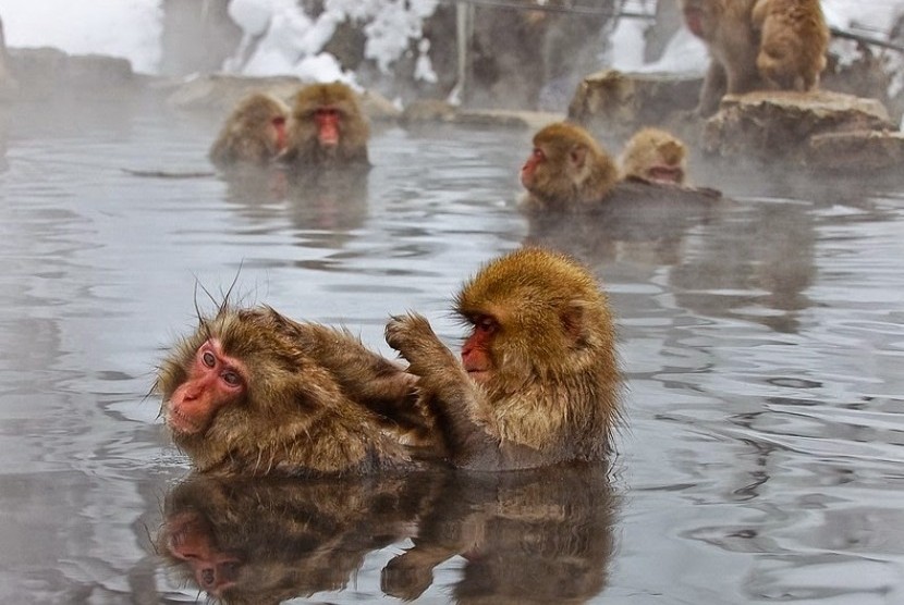 Kera berendam air panas di Jigokudani Monkey Park, Jepang.