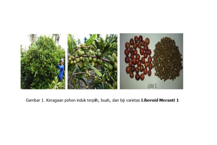  Keragaman pohon induk terpilih, buah, dan biji varietas Liberoid Meranti 1