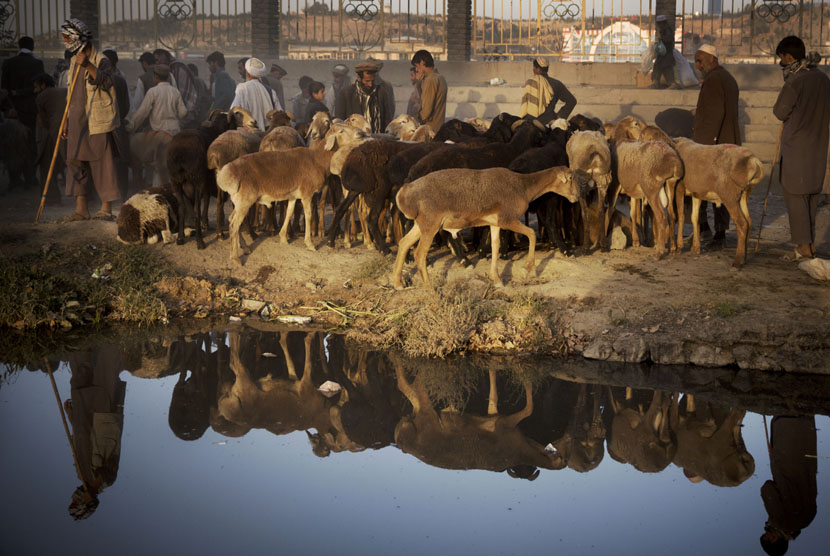 Keramaian suasana pasar hewan di Kabul, Senin (14/10). (AP/Anja Niedringhaus)