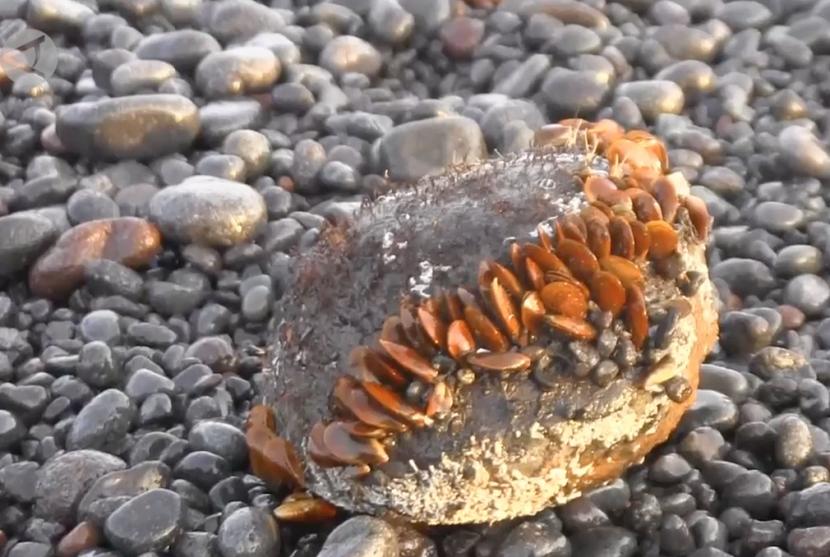 Kerang simping jadi salah satu pendapatan ekonomi bagi nelayan Lumajang di penghujung kemarau.