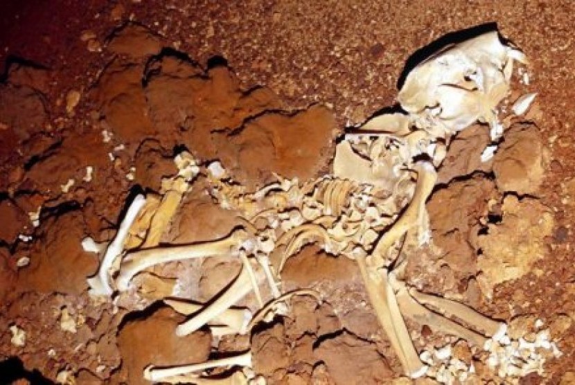 Kerangka dari seekor ‘thylacoleo’, marsupial Australia yang sudah punah dan serupa dengan singa atau hyena.