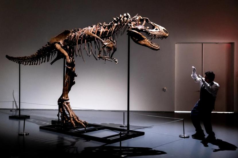 Kerangka fosil Gorgosaurus yang berkeliaran di bumi sekitar 76 juta tahun lalu akan dilelang di New York bulan ini.