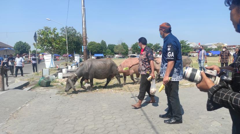  Kerbau Keturunan Kyai Slamet digiring menuju Magangan untuk dipantau kesehatannya, Selasa (26/7/2022).