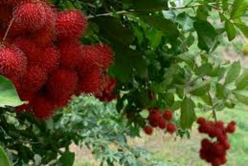 Ketakutan pada beberapa benda, seperti rambutan, perlu diatasi perlahan-lahan.