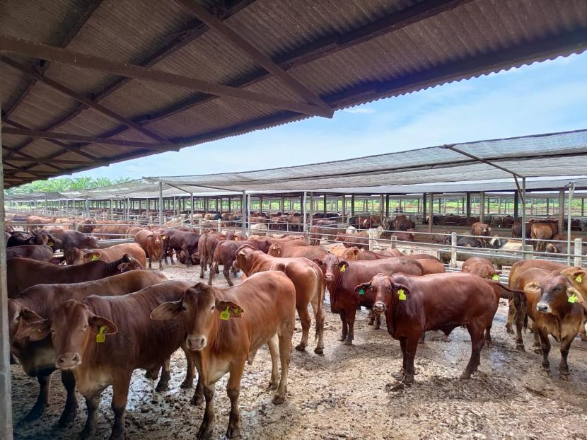 ketersediaan daging sapi/kerbau hingga Mei 2022 sebanyak 334,81 ribu ton