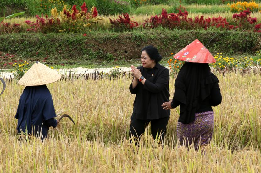 Ketua DPR Puan Maharani (tengah) memanen padi bersama petani di persawahan Banjar, Licin, Banyuwangi, Jawa Timur, Jumat (12/11/2021). Pada kunjungannya, Puan berdialog dengan petani untuk menyerap aspirasi serta memberikan sejumlah bantuan pertanian dan kartu wisata ramah difabel. 