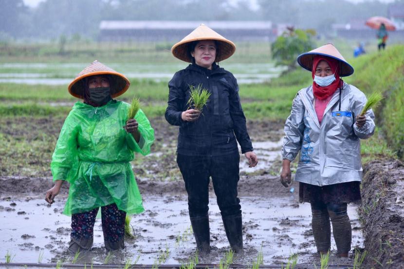  Ketua DPR RI Puan Maharani ikut menanam tanaman padi saat kunjungan kerja ke Daerah Istimewa Yogyakarta (DIY).