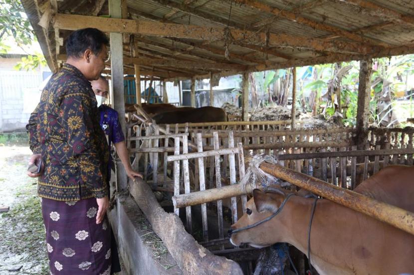 Ketua DPRD Klungkung AA Gde Anom saat meninjau peternakan sapi di Desa Akah, Selasa (5/7/2022).