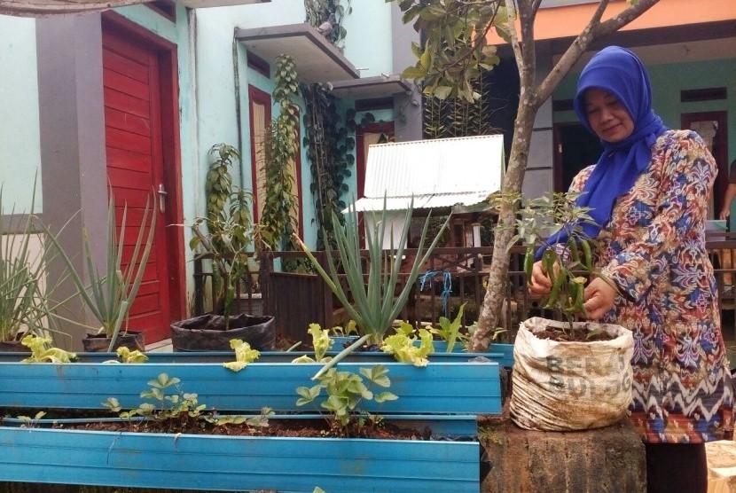 Ketua Kelompok Wanita Tani (KWT) Mekar Bersama, Teri Irawati, mengecek tanaman cabai.