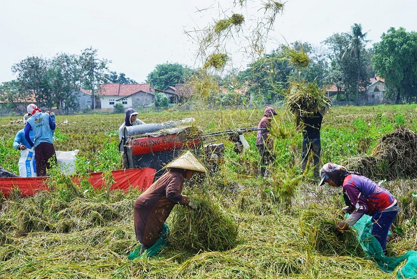 Ketua Kontak Tani Nelayan Andalan (KTNA Kabupaten Bekasi), Mulyana memastikan bahwa kebutuhan dan pasokan beras di wilayahnya dalam kondisi aman dan melimpah. Bahkan tak menutup kemungkinan, beras dari Bekasi juga mampu menyangga kebutuhan beras di Jawa Barat dan Ibu Kota Jakarta.