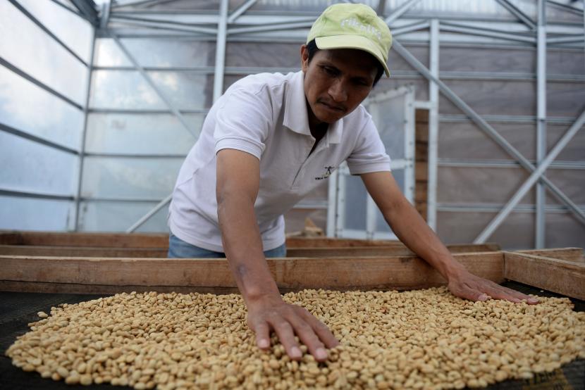 Ketua Koperasi Benteng Alla Patola menjemur biji kopi arabika di Desa Benteng Alla, Baroko, Enrekang, Sulawesi Selatan, Jumat (6/11).