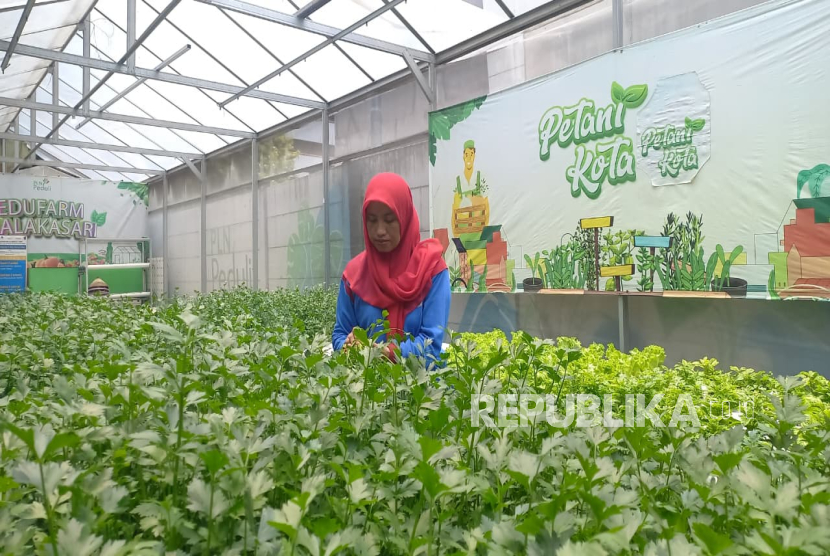 Ketua KWT DShafa Haryati menunjukkan tanaman yang dibudidaya kelompoknya di KWT DShafa, Kelurahan Malaka Sari, Duren Sawit, Jakarta Timur, Selasa (30/9/2025). 