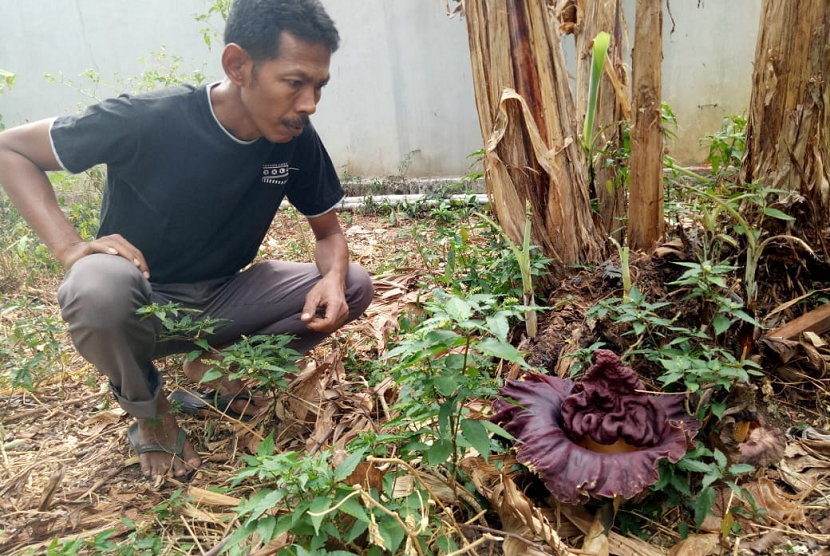 Ketua RT 40 Dadan Subhan, menunjukan bungai bangkai yang mekar di tanah kosong di Gg Flamboyan III, Kelurahan Nagri Kaler, Kecamatan/Kabupaten Purwakarta, Kamis (20/9). 