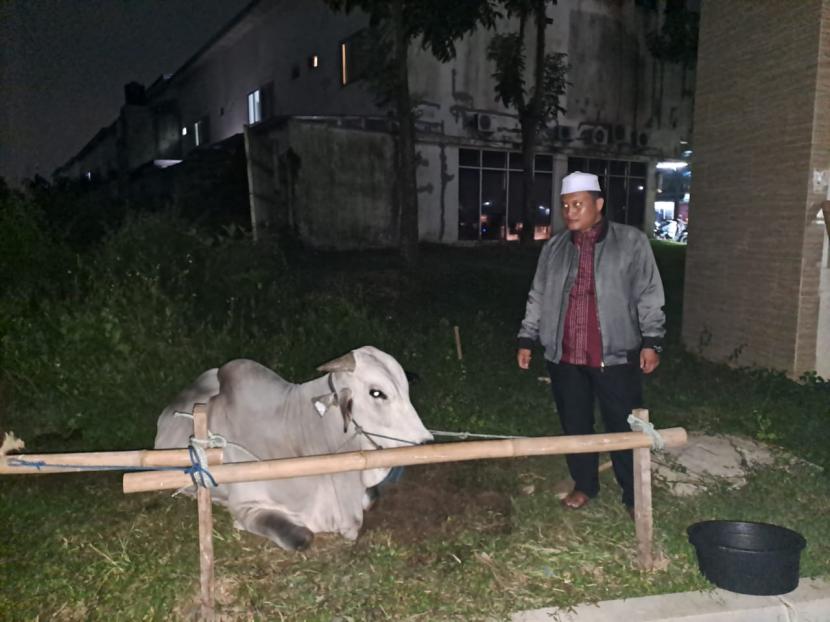 Ketua Umum DKM Masjid Ash Shomad Ustaz Dr Marjuki Al Jawiy menerima sapi qurban yang dikirim Wali Kota Solo Gibran Rakabuming Raka.