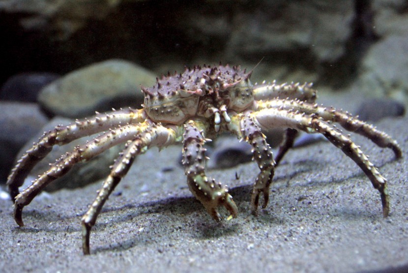 King Crab