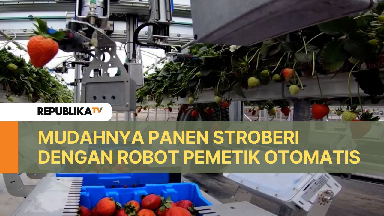 Kini sebuah perusahaan asal Spanyol yang bergerak di bidang robot pertanian membantu para petani California untuk melakukan panen stroberi pada tingkat kematangan yang tepat dan secara presisi.