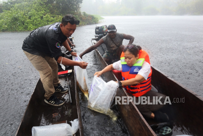KKP melepasliarkan 234 ekor anakan Arwana Irian di perairan Taman Nasional Wasur, Kabupaten Merauke, Papua Selatan.