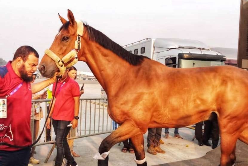  Kloter terakhir 33 ekor kuda peserta Asian Games 2018