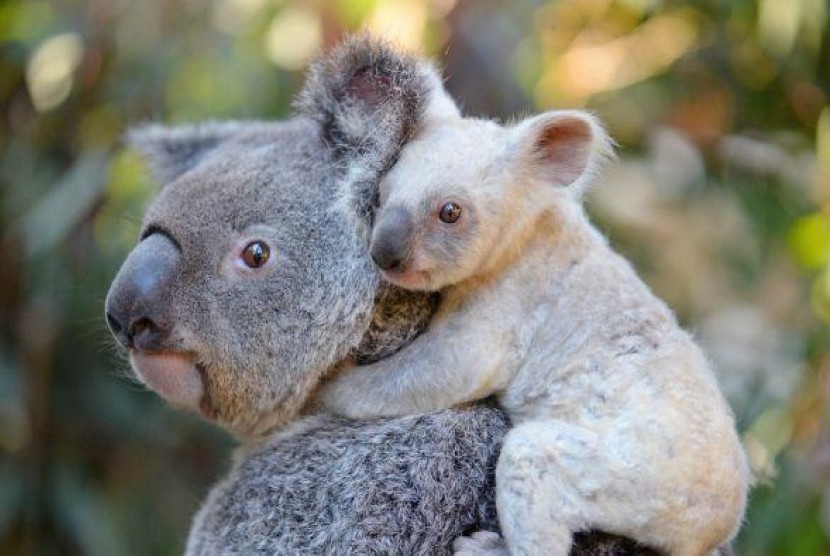 Sebanyak 30 persen populasi koala di New South Wales mati karena kebakaran hutan. Ilustrasi.