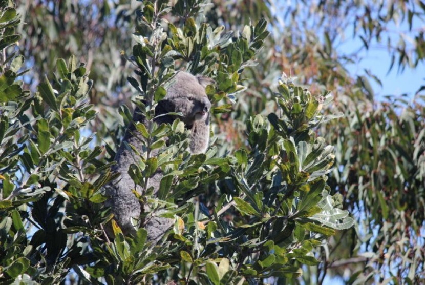 Koala bernama Foxtrot sudah dipasang GPS mini sehingga pergerakannya bisa diketahui. 